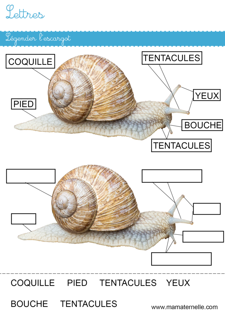 Moyenne section - Lettres : légender l’escargot