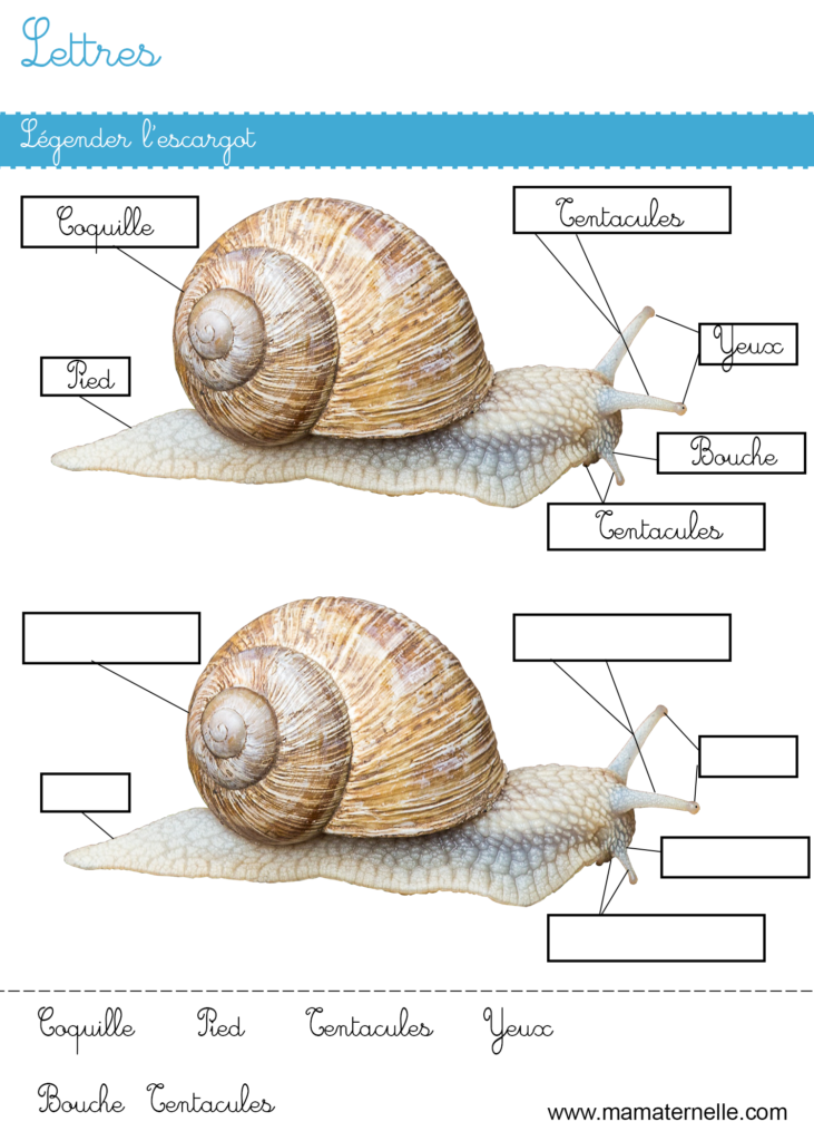 Grande section - Lettres : légender l’escargot