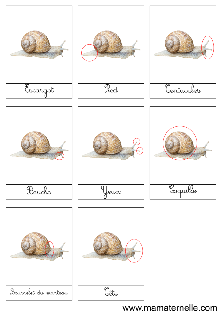 Activités - Cartes de nomenclature : Escargot