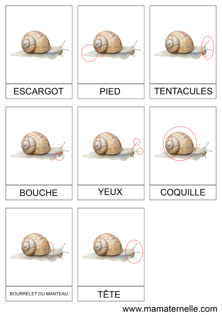 Activités - Cartes de nomenclature : Escargot