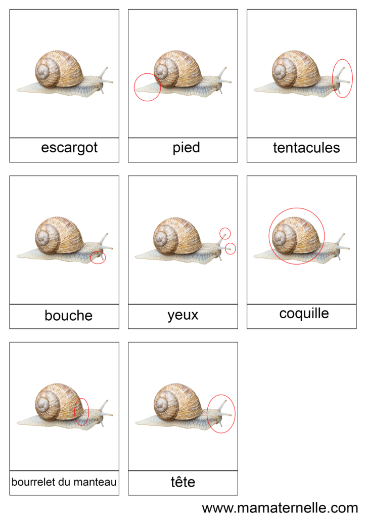 Activités - Cartes de nomenclature : Escargot