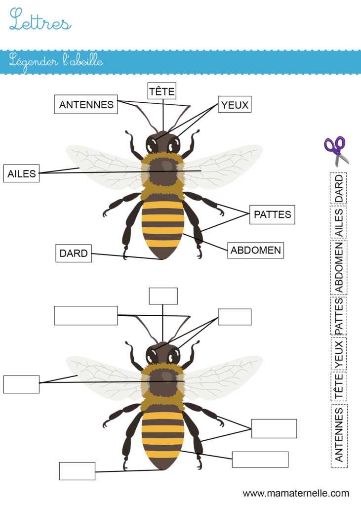 Moyenne section - Lettres : légender l’abeille