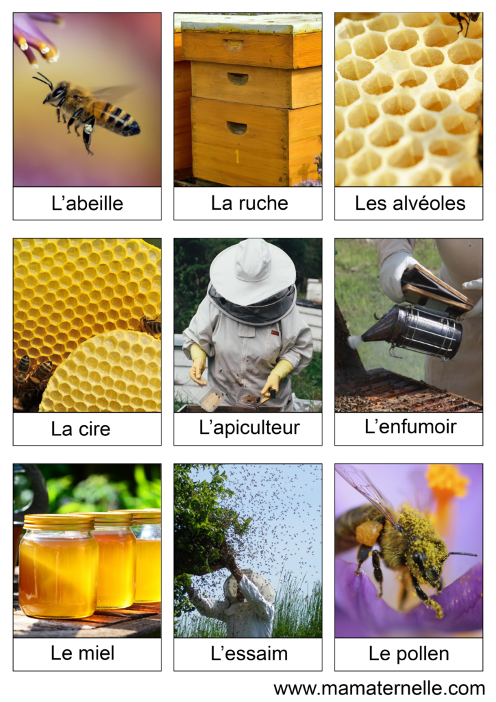 Activités - Cartes de nomenclature : Abeille