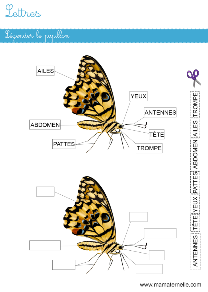 Moyenne section - Lettres : légender le papillon