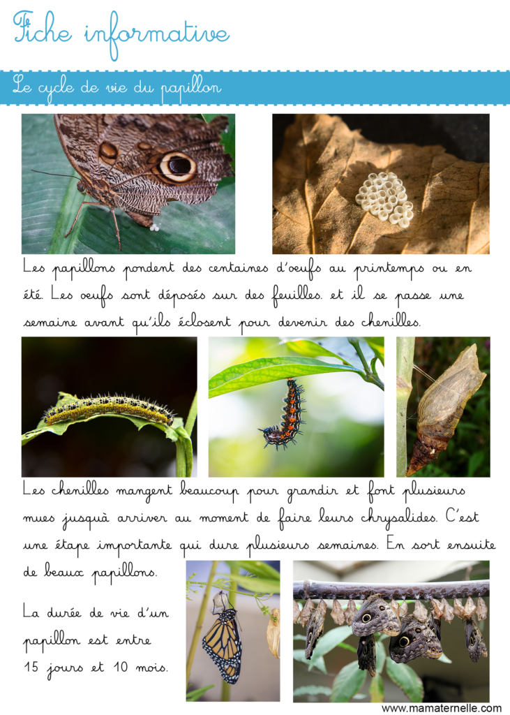 Activités - Fiche informative : le papillon