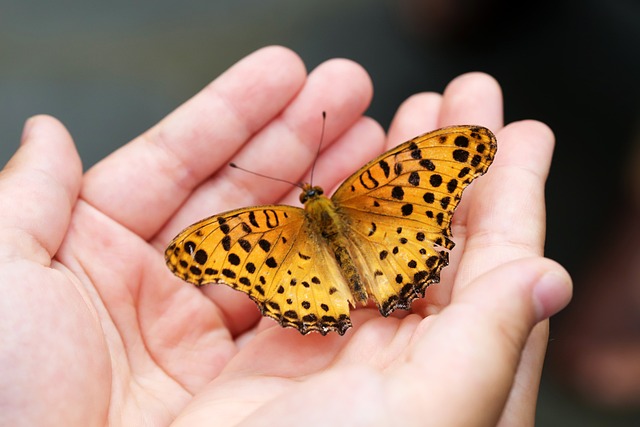 Photo d'un papillon