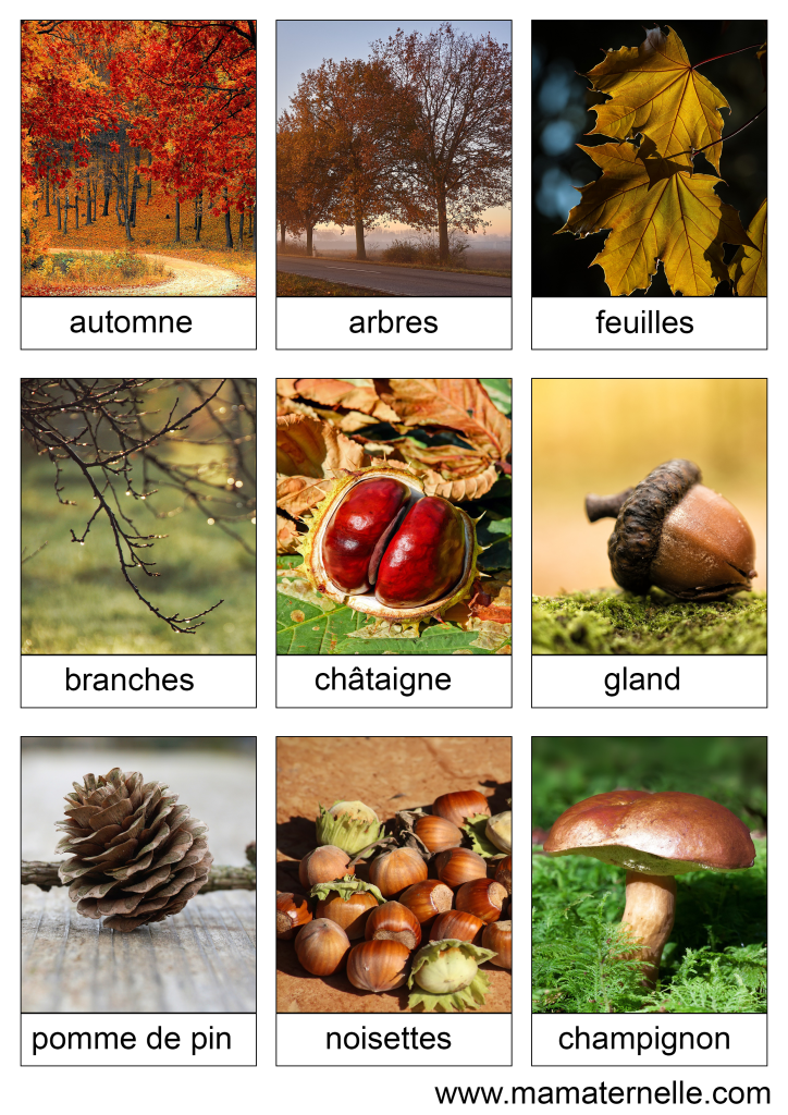 Activités - Cartes de nomenclature : Automne