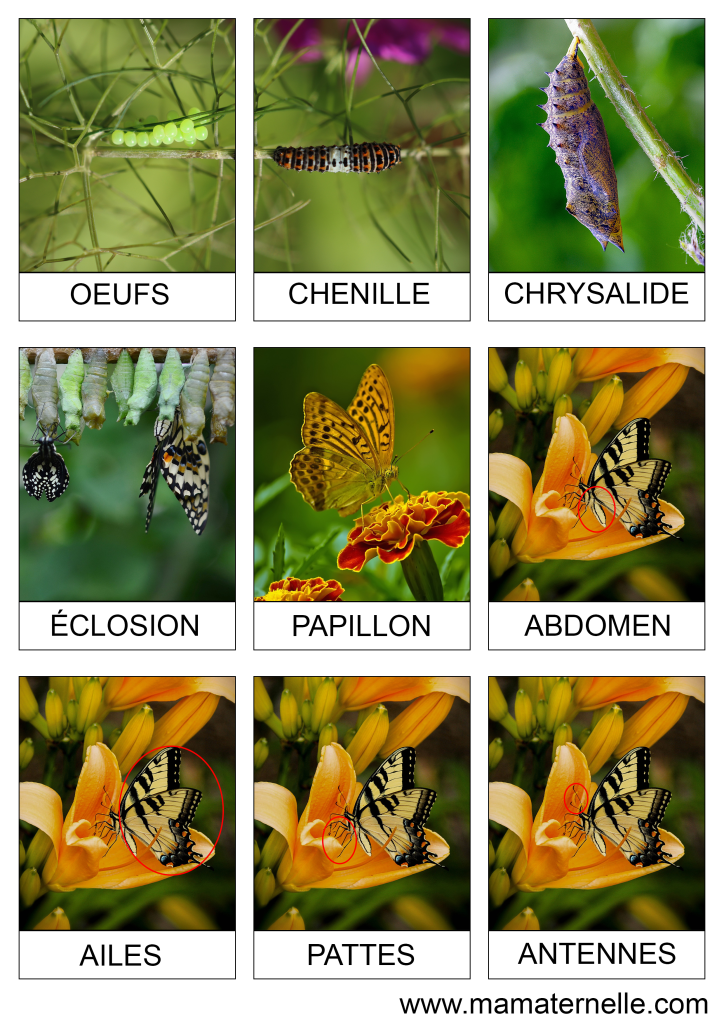 Activités - Cartes de nomenclature : Papillons
