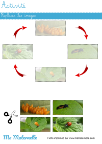 Activités - Jeu : bâtons à replacer