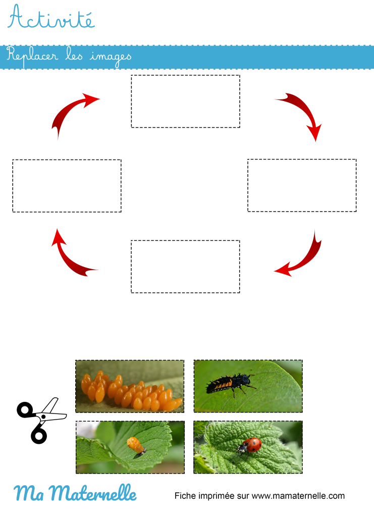 Activités - Activité : replacer les images