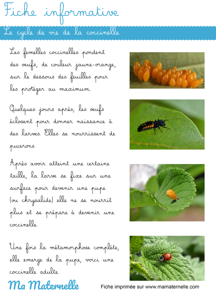 Activités - Fiche informative : le cycle de vie coccinelle