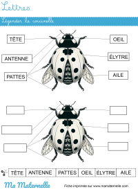 Moyenne section - Discrimination visuelle : associer les images