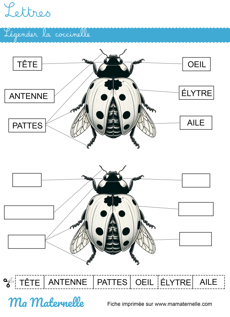 Moyenne section - Lettres : légender la coccinelle