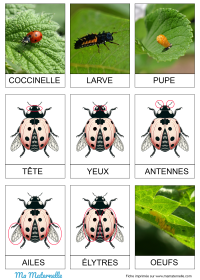 Grande section - Activité : coccinelles au doigt