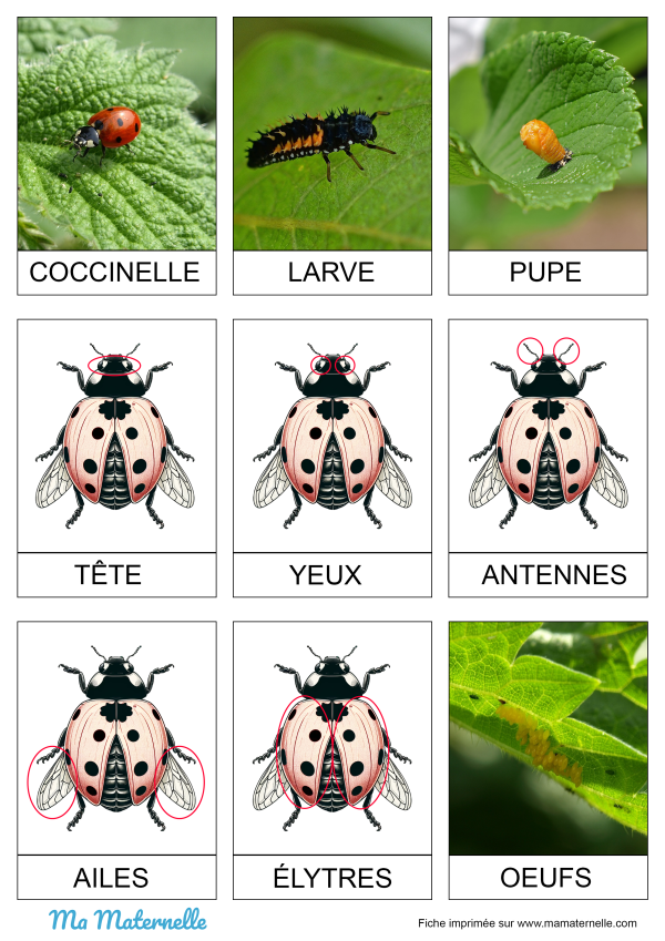 Cartes de nomenclature : Coccinelles - Ma Maternelle