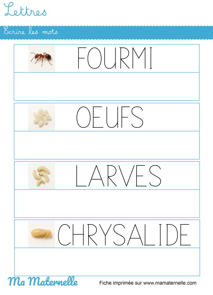 Moyenne section - Lettres : écrire les mots