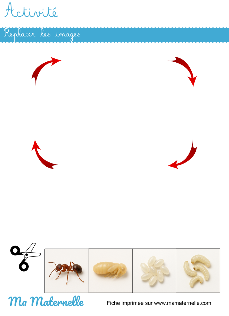 Activités - Activité : replacer les images