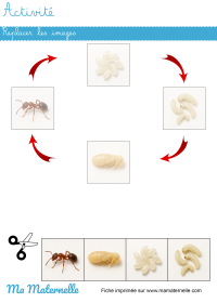 Activités - Activité : replacer les images