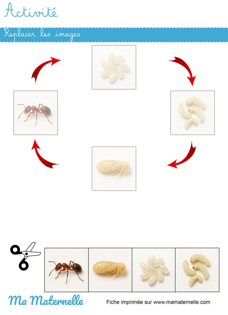 Activités - Activité : replacer les images