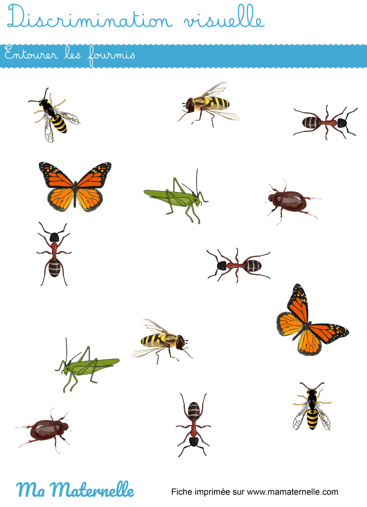 Petite section - Discrimination visuelle : entourer les fourmis