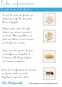 Activités - Activité : replacer les images