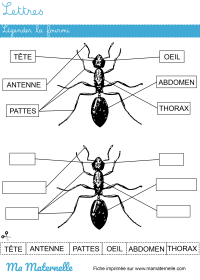 Activités - Activité : découper et coller les carrés