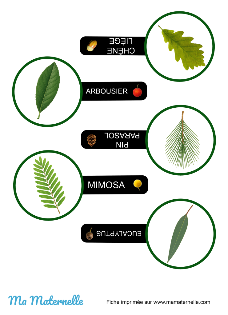 Activités - Outil pédagogique : les loupes des arbres
