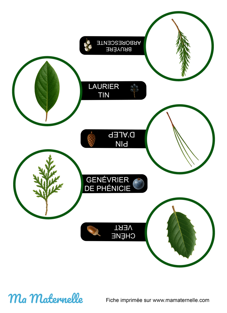 Activités - Outil pédagogique : les loupes des arbres