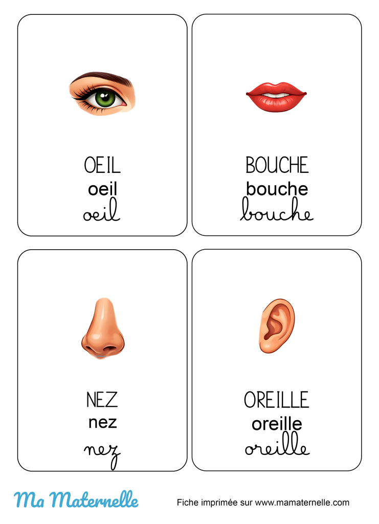 Activités - Imagier : le corps humain