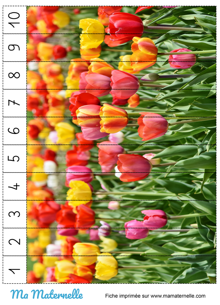 Activités - Activité : découper et reconstituer le puzzle