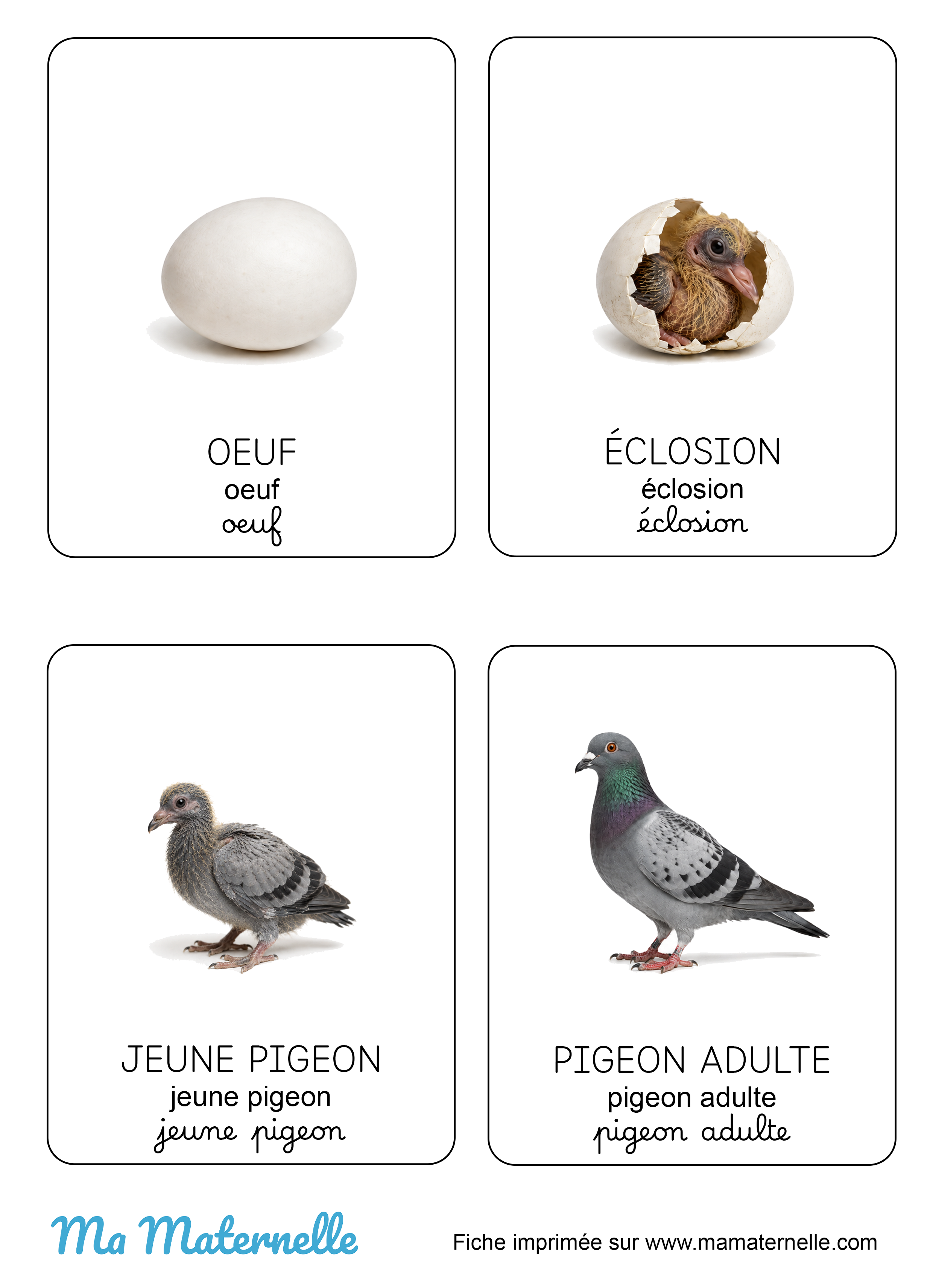 Activités - Imagier : cycle de vie pigeon